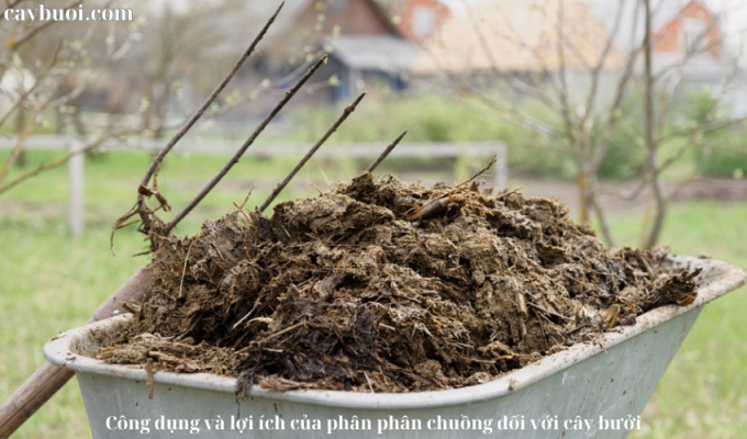 Công dụng và lợi ích của phân phân chuồng đối với cây bưởi