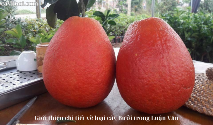 Giới thiệu chi tiết về loại cây Bưởi trong Luận Văn