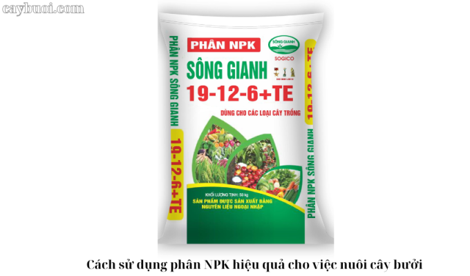 Cách sử dụng phân NPK hiệu quả cho việc nuôi cây bưởi